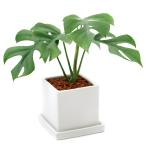ヒメモンステラ陶器鉢植えスクエアホ...