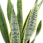 （観葉植物）大型　インテリア　サンスベリア　７号（１鉢）