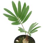 （観葉植物）ザミア　フロリダーナ　２．５〜３号（１鉢）