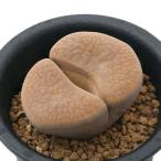 リトープス紫褐富貴玉１株植え２．５号