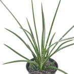 （多肉植物）アガベ　ジェミニフローラ　２〜３号（１鉢）