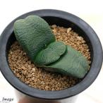 ガステリア臥牛３〜４号