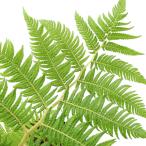 （観葉植物）シダ　ヒカゲヘゴ（ヘゴの木）４〜５号（１鉢）