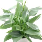 ( декоративное растение )firoten Delon silver metallic ru3~3.5 номер (1 pot )