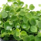 （観葉植物）ペペロミア　ジェミニ
