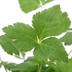 ( декоративное растение ) трава рассада Mitsuba 3 номер (1 pot ) огород кулинария 