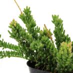 ( декоративное растение )lipsa белка mesemb Lien temoites3 номер (1 pot )