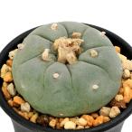 （観葉植物）サボテン　ロフォフォラ　銀冠玉　２．５号（１鉢）