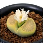 リトープス黄巴里玉１株植え２．５号