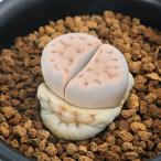 リトープス網目寿麗玉１株植え２．５号