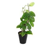 （観葉植物）一点物　ジェイドシャトルコック　流木仕立て　７号（１鉢）（３７２８９７）