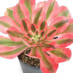 ( декоративное растение )aeonium розовый wichi2.5 номер (1 pot )