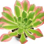 ( декоративное растение )aeonium Rebirth цветный 2.5 номер (1 pot )