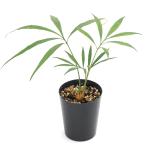 （観葉植物）サイカス　デバオエンシス　３号（１鉢）