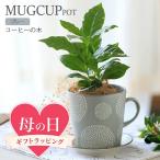 ●母の日ギフト●コーヒーの木マグカ...