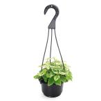 （観葉植物）エスキナンサス　ラディカンス　斑入り　吊り鉢タイプ　４号（１鉢）