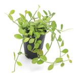 ( декоративное растение )tiskitia Ben ga Len sis2.5 номер (1 pot )