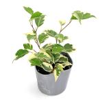 ( декоративное растение )fi rental Benjamin Star свет 3 номер (1 pot )