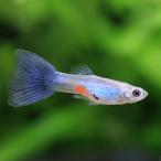 ( тропическая рыба )laz Lee голубой tail Guppy ( местного производства Guppy )(1 пара ) Hokkaido авиапочта необходимо теплоизоляция 