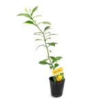 ( декоративное растение ) фруктовое дерево рассада yuzu 3 номер (1 pot ) огород фрукты фрукты 