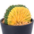 ( суккулентное растение )ekinopsis Pachi .noi... ввод 3.5 номер (1 горшок )