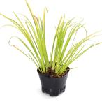 ( биотоп ) водное растения сиденье shou. месяц (1 pot ) вечнозеленый ... растения 