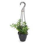 （観葉植物）シダ　ドリナリア　ボニー　４号（１鉢）吊り鉢タイプ