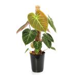 （観葉植物）フィロデンドロン　エルチョコレッド　６号（１鉢）