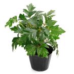 ( декоративное растение )si подвеска e Len клещи ka( серый p ivy ) 3.5 номер (1 pot )