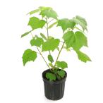 （観葉植物）日本芙蓉　ピンク　ハイビスカス　６号（１ポット）