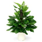 （観葉植物）モンステラ　ジェイドウィング　８号（１鉢）