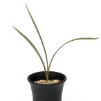 （観葉植物）レデボウリア　ｓｐ．　Ｂａｒｂｅｒｔｏｎ，ＳＡ　３号（１鉢）