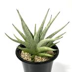 （観葉植物）サンスベリア　モモ　５号（１鉢）