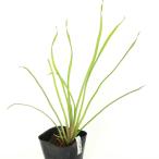 ( биотоп ) водное растения - nai( нет пестициды )(1 pot ). сырой растения 
