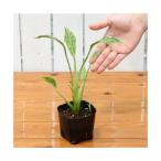 （ビオトープ）水生植物　サジタリア　グラミネア　クラッシュアイス（斑入りナガバオモダカ）３号（１ポット）抽水植物