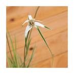 ( биотоп ) водное растения . ввод silasagikayatsuli(1 pot ).. растения (.. состояние )