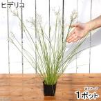 ( биотоп ) водное растения hite Rico ( нет пестициды )(1 pot ). сырой растения 