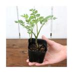 ( биотоп ) водное растения seli.( нет пестициды )(1 pot ) огород 