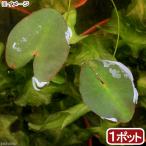 （ビオトープ）水生植物　河骨　ベニオグラコウホネ（紅巨椋河骨）（１ポット）　…