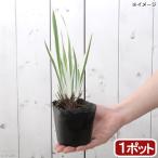 ( биотоп ) водное растения цветок ... ввод - нет .ub(1 pot ).. растения 
