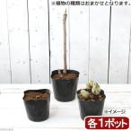 ( луговые и горные травы ) случайный дикоросы рассада 3 вида комплект 2.5~4 номер дикоросы огород (.. состояние )