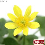 ( луговые и горные травы ).ryu поплавок nka(.. золотой цветок ) 3 номер (3 pot комплект )