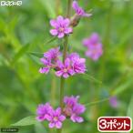 ( биотоп ) водное растения ezomiso - gi( нет пестициды )(3 pot ).. растения 