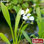 ( биотоп ) водное растения nagabaomo Dakar (sajitali UGG laminea)( нет пестициды )(3 pot ). вода растения 