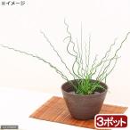 ( биотоп ) водное растения laseni( нет пестициды )(3 pot ). сырой растения 