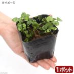 （山野草）アオイゴケ（葵苔　ダイコンドラ・ミクランサ）　３号（１ポット）
