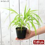 ( луговые и горные травы ) хаконехлоа маркас ( клен ..) желтый золотой хаконехлоа маркас ( желтый золотой клен ..) 2.5~3 номер (1 pot )(.. состояние )