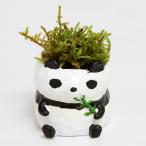 ( бонсай ) мох бонсай little животное Panda (1 горшок )