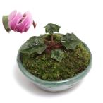 ( луговые и горные травы ) мох бонсай . вид цикламен персидский hetelifolium персик цветок flat маленький растение в горшке горшок цвет случайный (1 горшок )