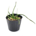 ( луговые и горные травы ) звезда .atsu The kla(s pillow kisine)2.5 номер (1 pot )(.. состояние )